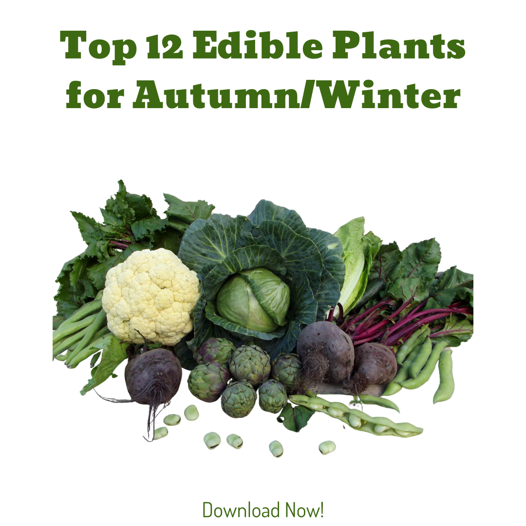12 Edibles for Autumn and Winter
