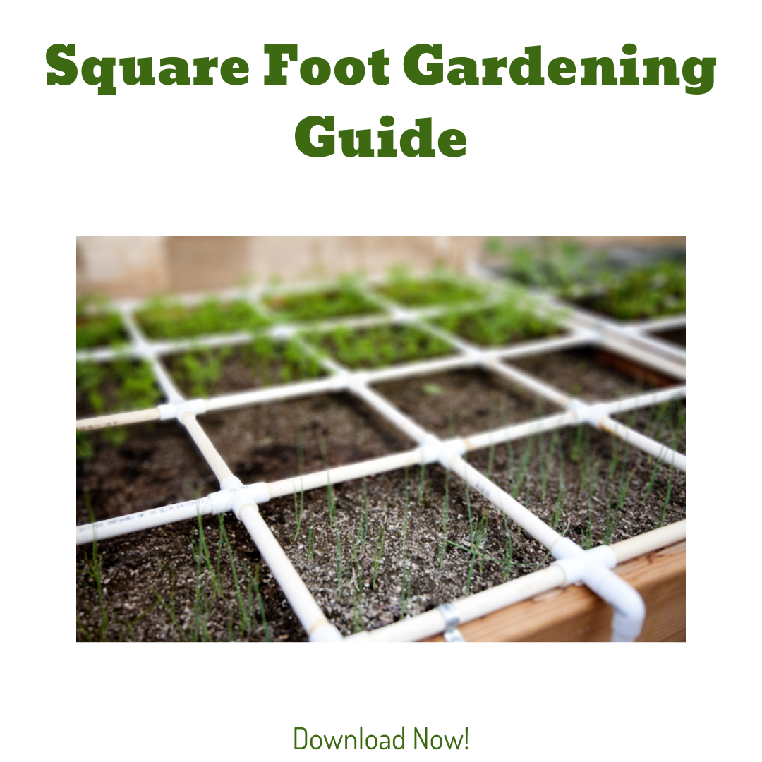 Square Foot Gardening Guide