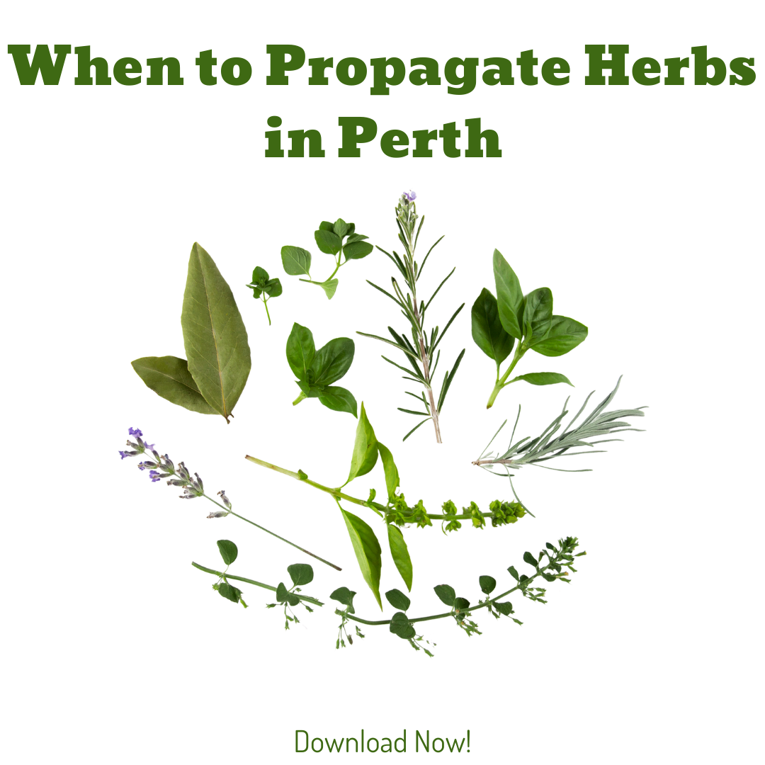 When to Propagate Herbs