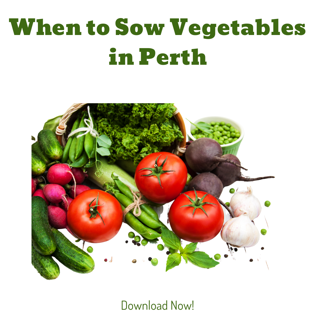 When to Sow Vegetables in Perth