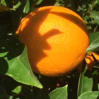 citrus fruit